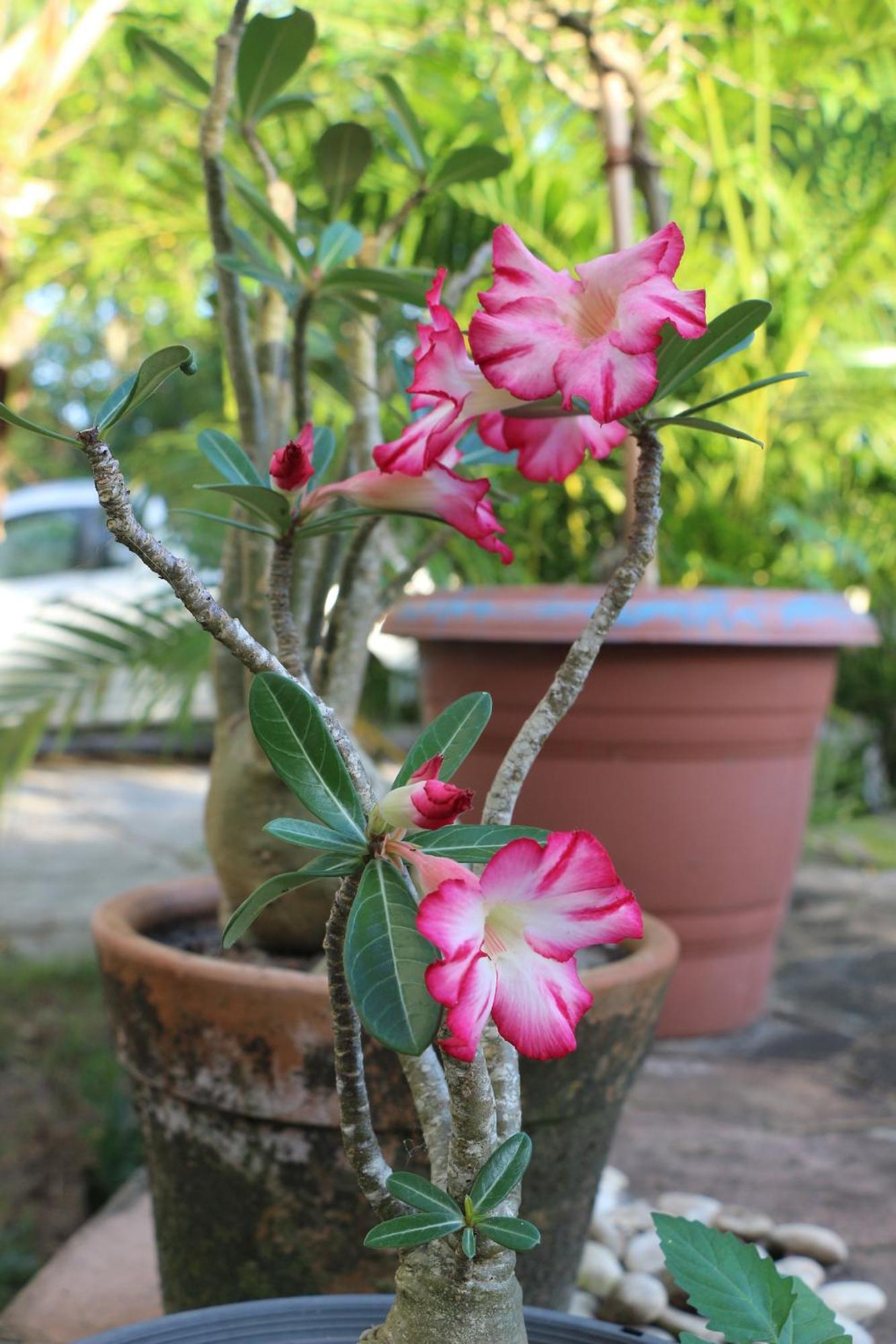 Casa Aroeira Pousada Ilheus Ngoại thất bức ảnh
